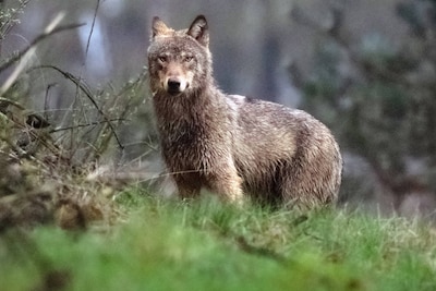 La Flandre veut un nombre maximum de loups: “Nous devons éloigner les autres, les tuer s’il n’y a pas d’autre option”