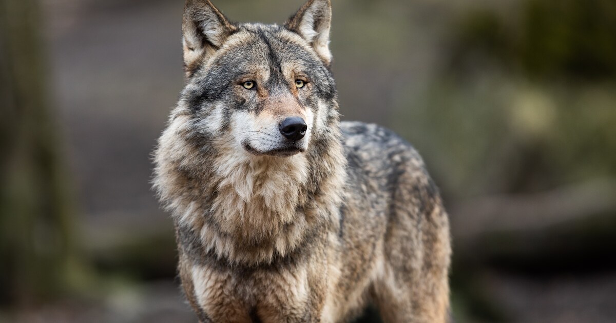 Une tête de loup jetée près d’une organisation de défense des animaux ...
