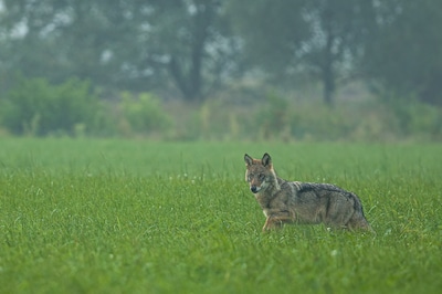 Les loups frappent à nouveau dans le Limbourg: deux poneys tués