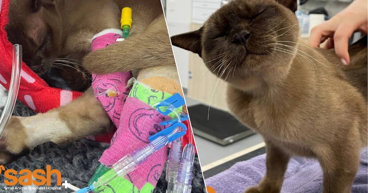 “Une vie sur neuf perdue”: un chat survit miraculeusement à un cycle de ...