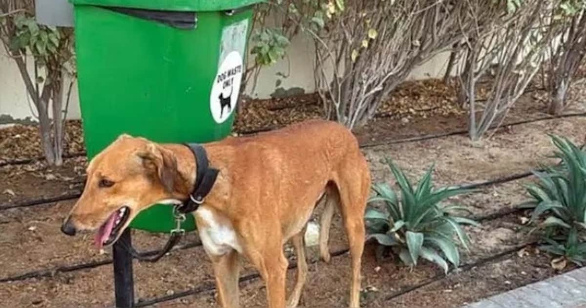 Des étrangers fuyant Dubaï laissent leurs chiens et leurs chats dans la ...