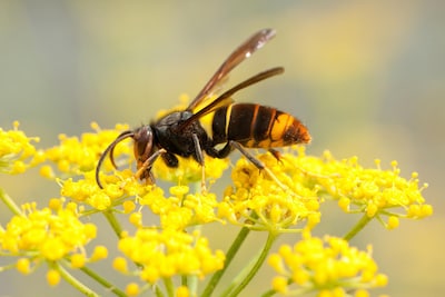 La Belgique fait face à une véritable invasion de frelons asiatiques, et c’est un désastre pour les apiculteurs