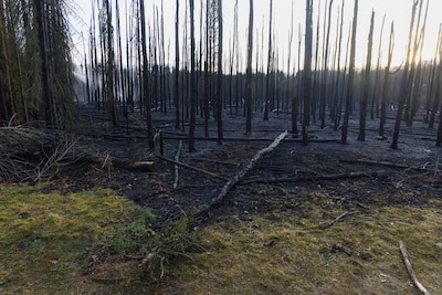 Moins de prairies, des zones humides dégradées...: la Flandre a perdu 90% de sa capacité naturelle de stockage du carbone