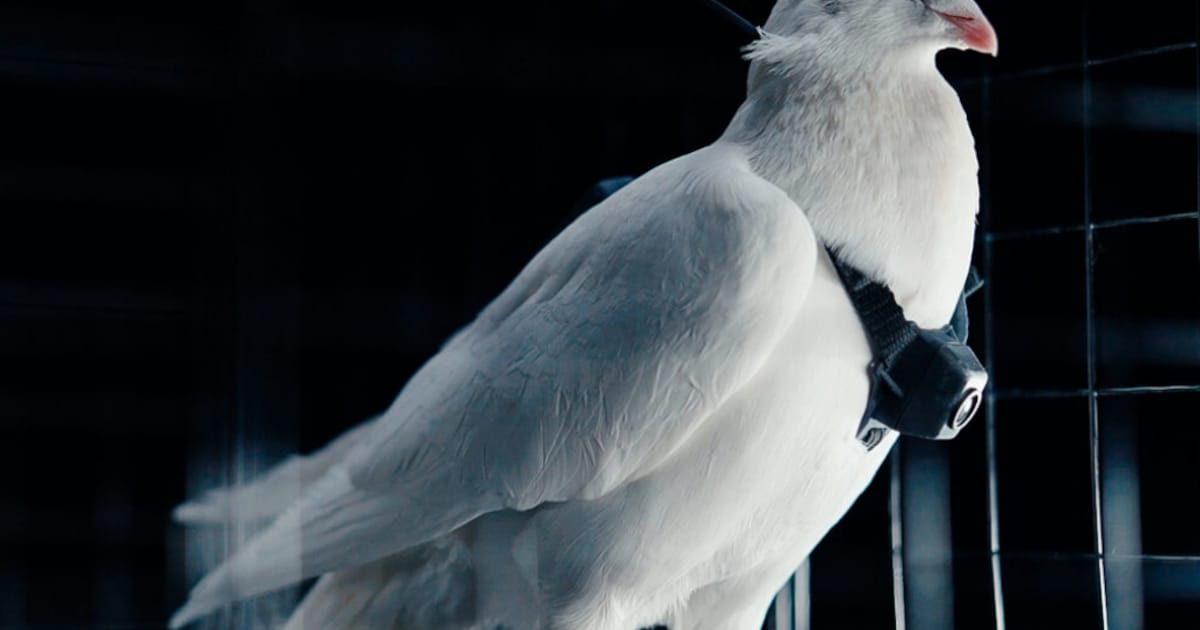 Des pigeons bien vivants, mais dirigés par une puce cérébrale une — free download