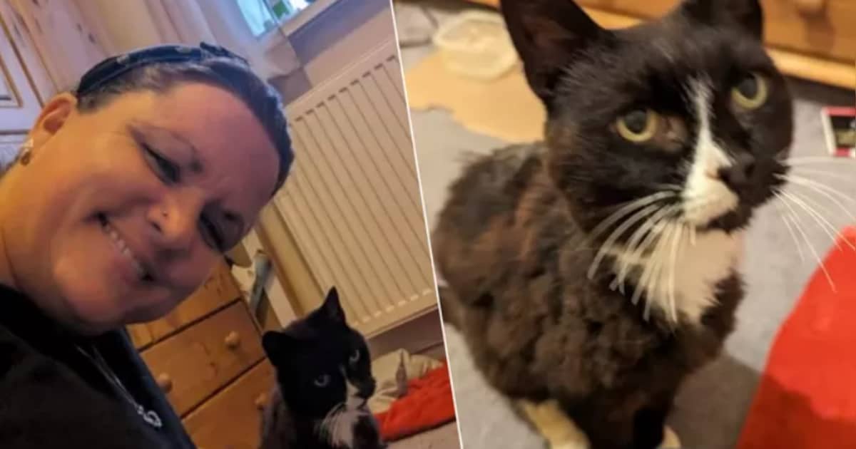 Un chat perdu retrouve miraculeusement sa maîtresse 11 ans plus
