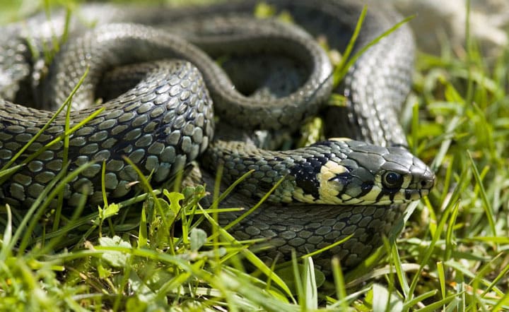 un-serpent-dangereux-boitsfort-s-av-re-inoffensif-voici-comment