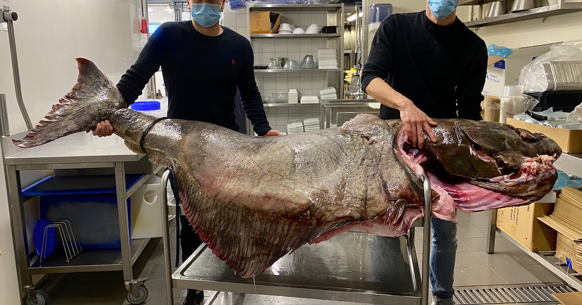 Un elbot de 150 kg dans une poissonnerie flamande | 7sur7.be
