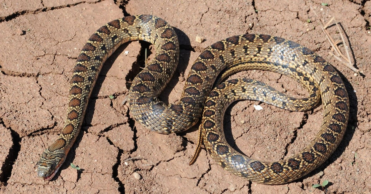 “Une invasion” de serpents nageurs sème la panique à Ibiza