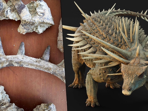 Une armure avec des pointes d’un mètre de long: un “étrange” dinosaure découvert au Maroc