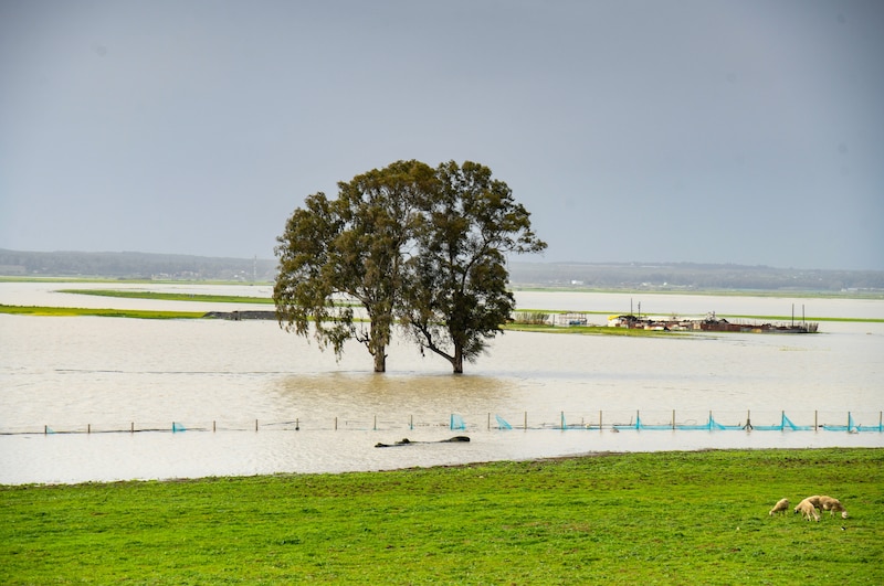 Un arbre dans les champs inondés au bord du fleuve Sebou, dans la municipalité d’Oulad Slama, près de Kénitra, le dimanche 8 février 2026.