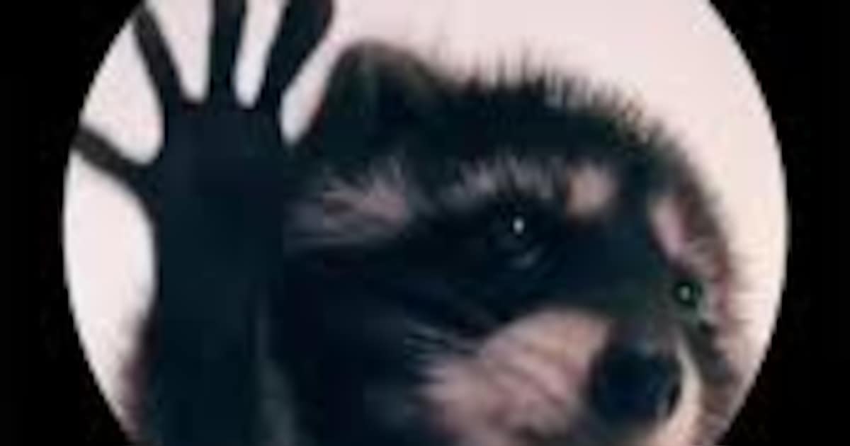 Comment un bébé raton laveur a conquis internet sur l’air d’une vieille ...