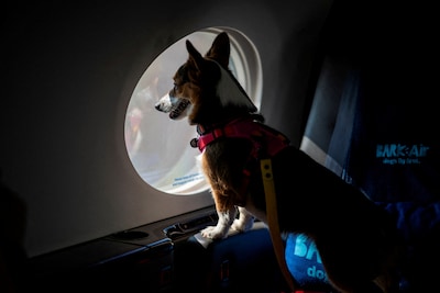 En avion, l’animal de compagnie reste bien un bagage