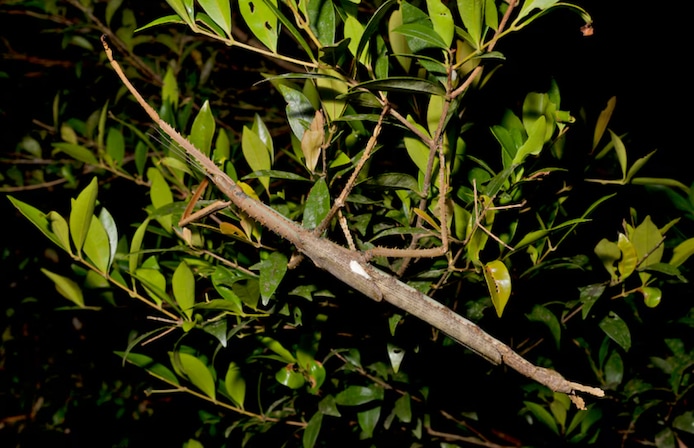 La nouvelle espèce de phasme vit dans la cime des arbres de la forêt tropicale.
