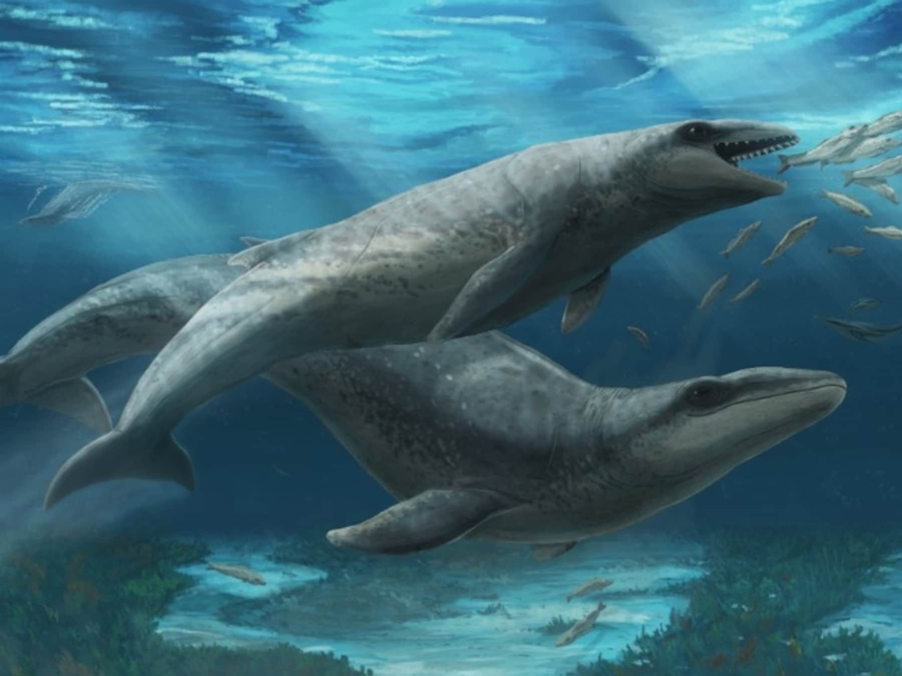26 millions d’années et presque toutes ses dents: une baleine préhistorique découverte en Australie