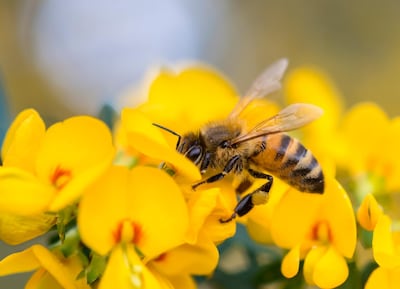 Jusqu’à 40% des espèces d’abeilles sauvages menacées d’extinction en Belgique