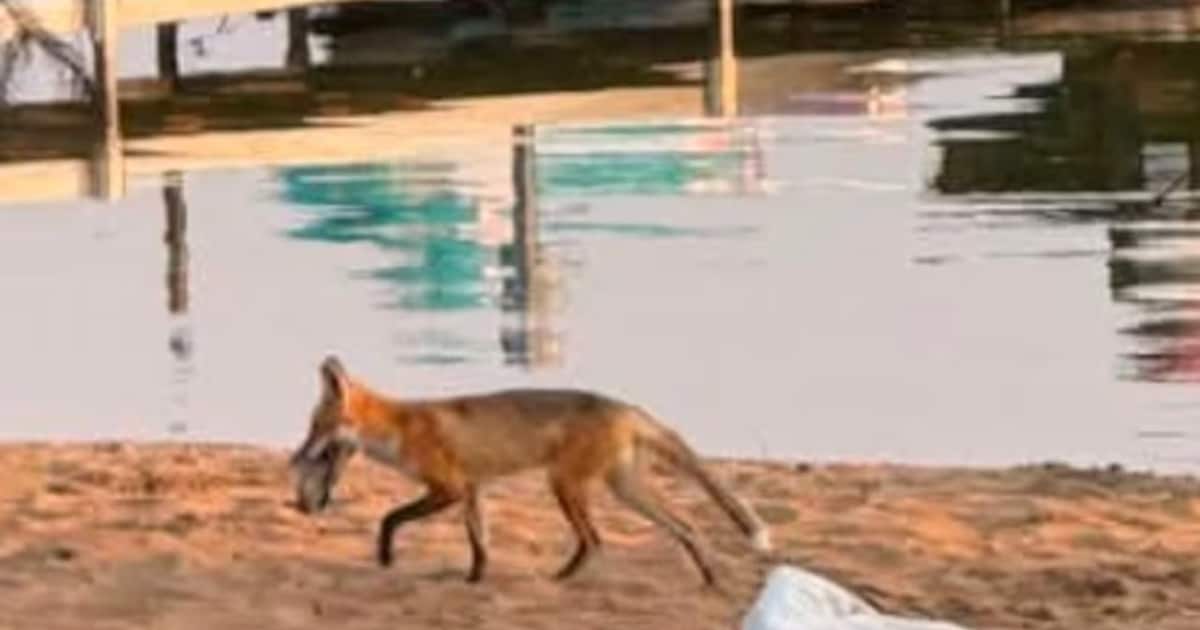 Des renards s’amusent à dérober les chaussures des campeurs d’un parc américain: “Comme une chasse au trésor”