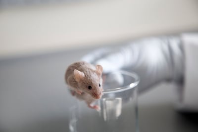“Des pratiques souvent associées à de la torture”: des dizaines de milliers d’animaux sont morts dans les laboratoires bruxellois en 2025