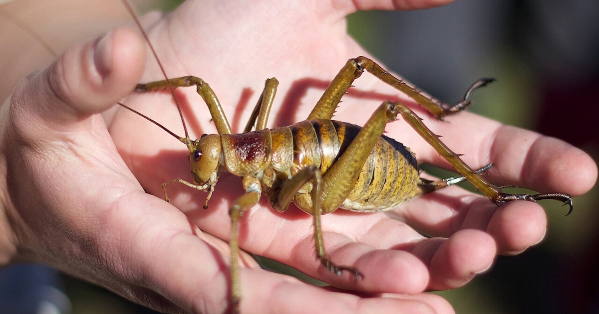 L’insecte le plus lourd au monde sauvé de l’extinction: des dizaines de ...