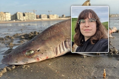 80 requins s’échouent à Coxyde, une chercheuse avance une explication: “Ce nombre augmentera probablement”