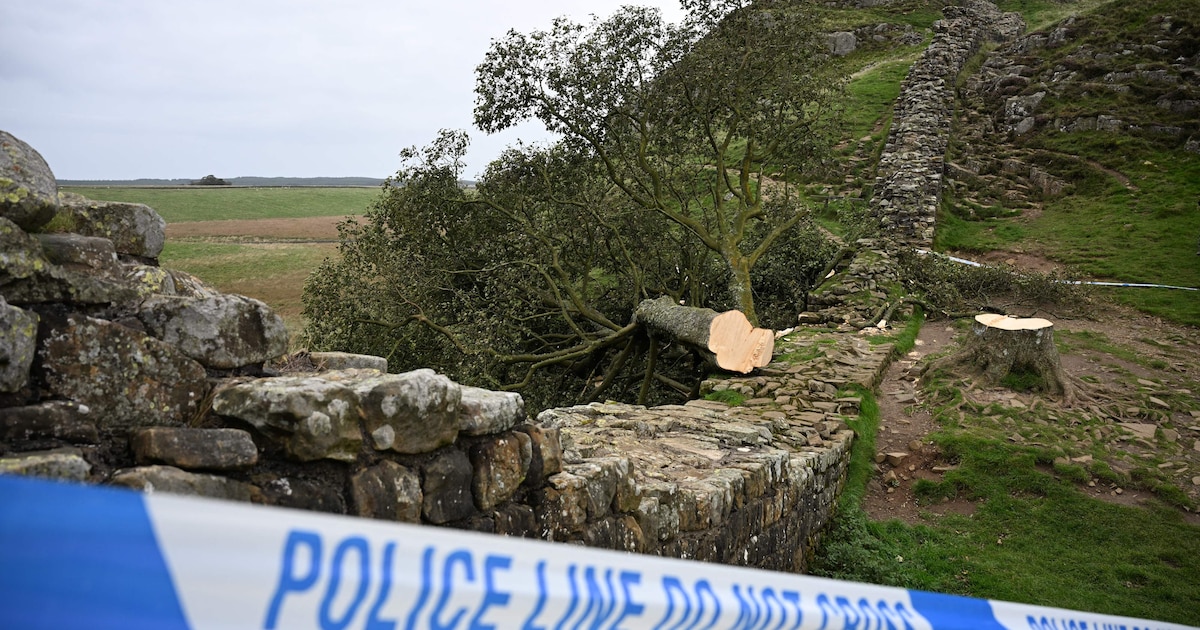 Des pousses sur le tronc de l’arbre de Robin des Bois en Angleterre ...