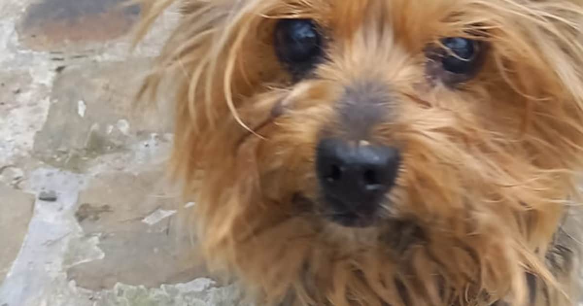 l-incroyable-histoire-d-un-chien-retrouv-douze-ans-apr-s-avoir-t