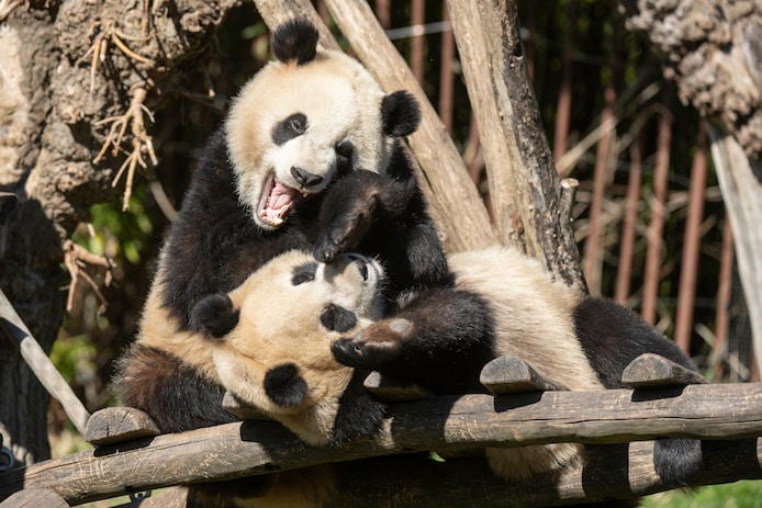 Dernière journée pour admirer à Pairi Daiza les trois pandas géants nés ...