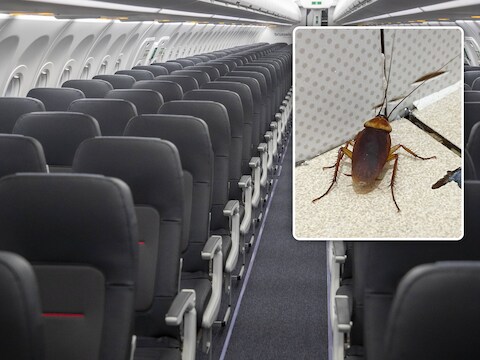  Les hôtesses avaient trouvé des punaises de lit à bord de l’avion et avaient refusé de voler. Selon la compagnie aérienne, il s’agissait d’une fausse alerte.