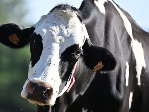 Une vache Holstein, dans une ferme du Bodéo (Côtes-d’Armor) le 15 août 2025.
