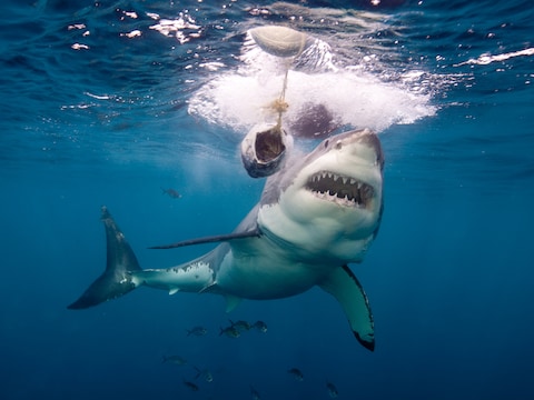 Les océans deviennent tellement acides que les requins pourraient perdre leurs dents