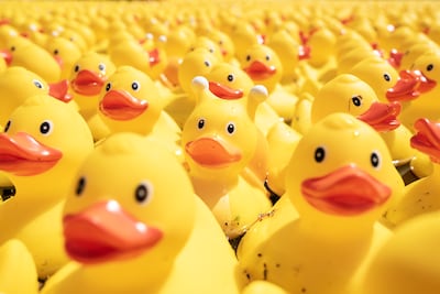 Plus de 10.000 canards en plastique s’affrontent lors d’une course insolite sur la Sambre