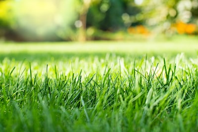Quand pouvez-vous semer du gazon? Et comment choisir le bon mélange de gazon?