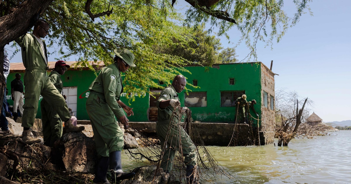 “Je dois déménager”: au Kenya, des habitants obligés de fuir face aux crocodiles