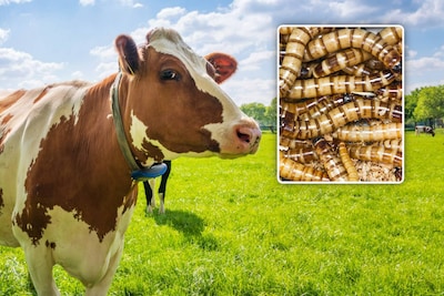Un ver carnivore capable de tuer des vaches en quelques jours détecté aux États-Unis
