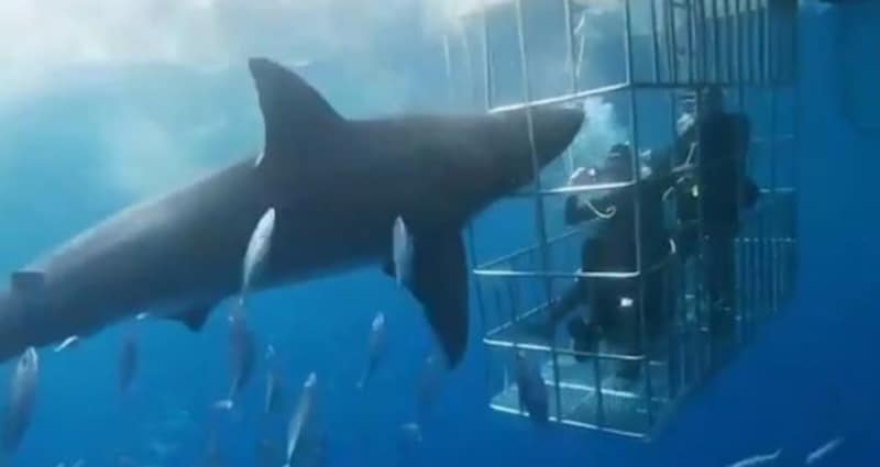 Attaque d'un requin blanc au nord-ouest du Mexique