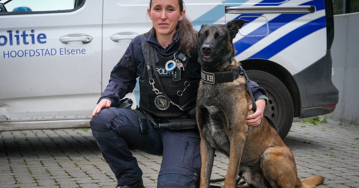 Saisi pour maltraitance, Bob met son flair au service de la police ...
