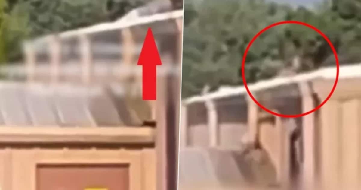 De nouvelles images montrent le tireur allongé sur le ventre juste ...