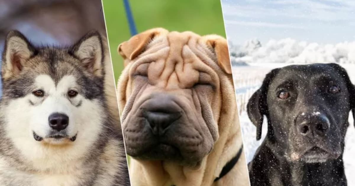 Une journaliste envoie son ADN à un laboratoire canin: elle serait le ...