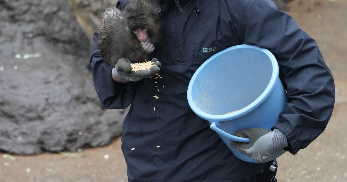 Le petit singe Punch va si bien qu’il délaisse sa peluche: “C’est ...