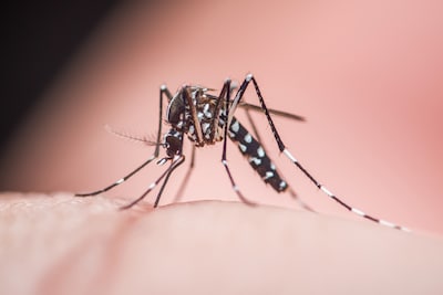 Le virus du Nil occidental détecté à Malines, appel à la vigilance