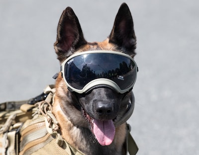 Une start-up veut créer des “chiens de guerre” génétiquement modifiés pour l’armée américaine
