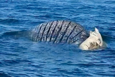 La carcasse de la baleine échouée au large du Danemark pourrait exploser à tout moment