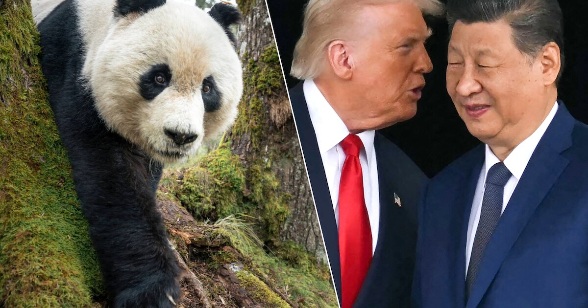 “Diplomatie du panda”: la Chine envoie un nouveau couple de pandas ...