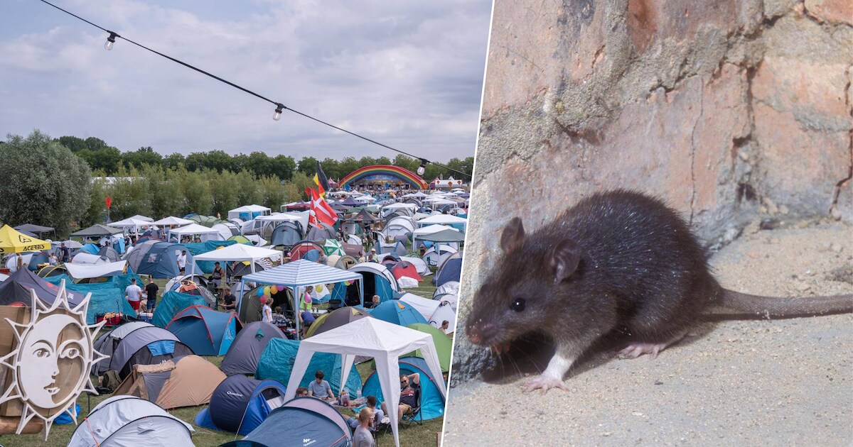 Des dizaines de rats aperçus à proximité du camping de Tomorrowland ...
