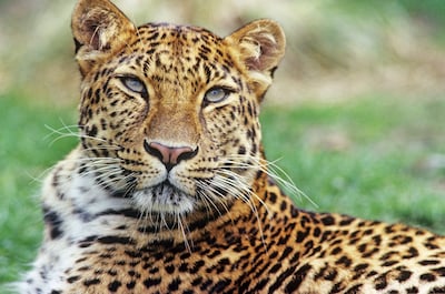 La taille des populations animales chute de 73% en 52 ans, mais les efforts de conservation portent leurs fruits