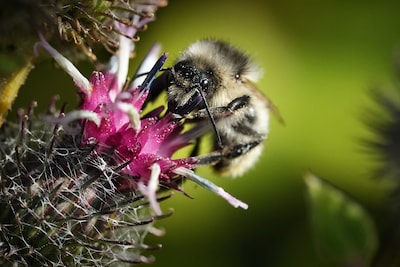 Le réchauffement climatique menace les bourdons en Europe: leurs habitats chutent jusqu’à près de 20%