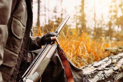 “Une espèce à l’agonie”: la chasse à la tourterelle des bois à nouveau autorisée en France