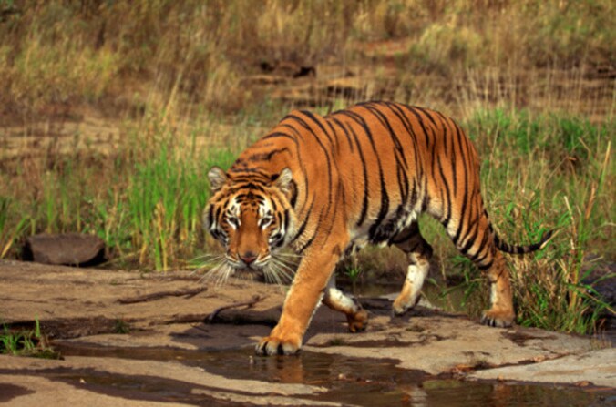 Voici pourquoi les tigres ont des rayures | 7sur7.be