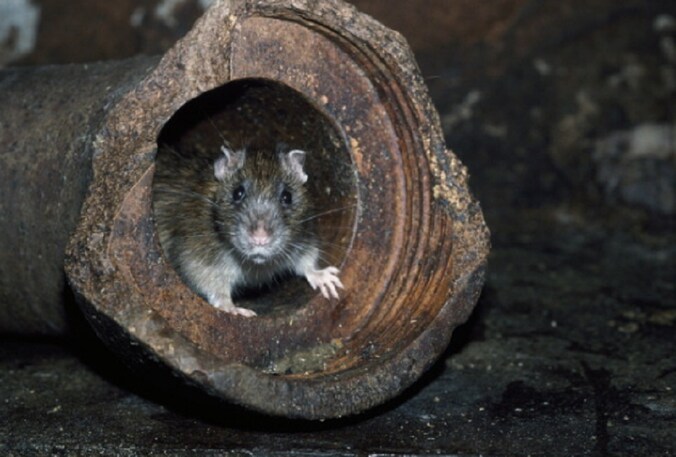 La chasse aux rats va bientôt s’ouvrir à Charleroi: les dates et les ...