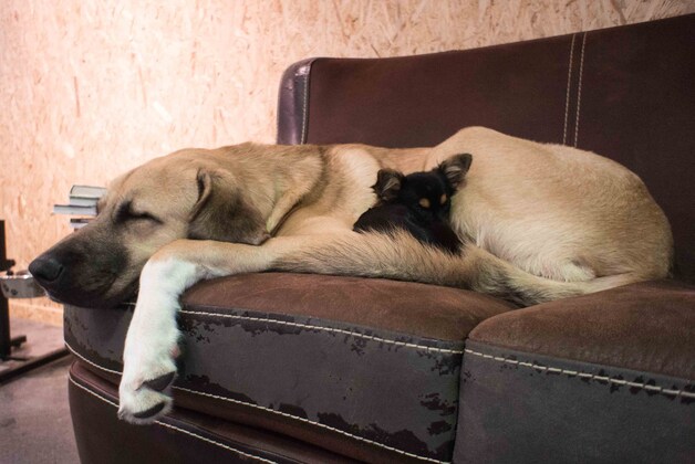 Paco and Co, le premier dog café de Liège | 7sur7.be