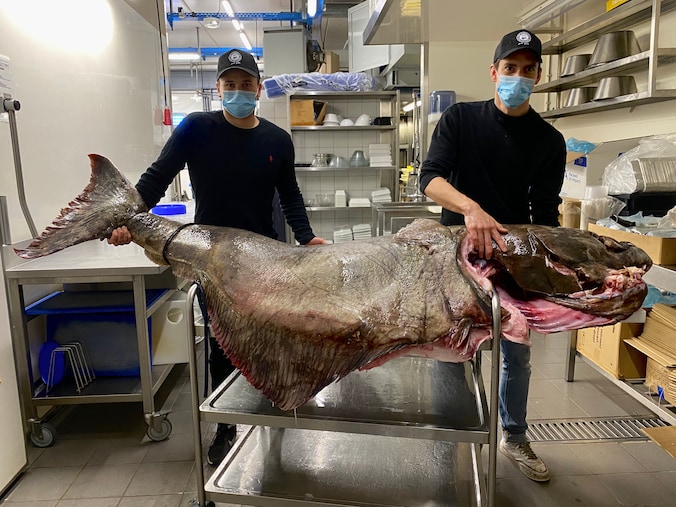 Un elbot de 150 kg dans une poissonnerie flamande | 7sur7.be